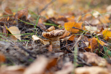 Mushroom in leaves in the forest in autumn.