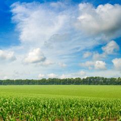 Green corn field and beautiful clouds in the blue sky.