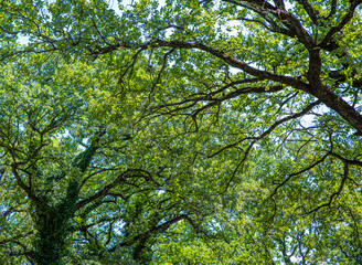 Panorama of branches and green leaves of large trees in the forest