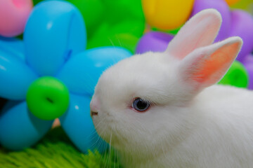 image of rabbit balloon background 