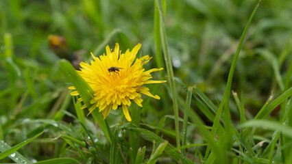 Dandelion after rain, yellow flower & green grass.
