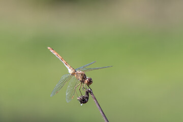 libelle, dragonfly, insekt, natur, makro, tier, grün, fliege, flügel, wild lebende tiere, sommer, close up, kleinlibellen, fliegen, gras, blume, drache, fauna, blau, blatt