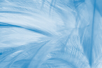 blue green feather texture background