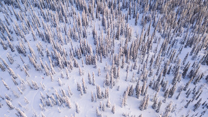 Aerial view from drone of frozen snowy peaks of endless coniferous forest trees in Lapland National park environment, bird’s eye top view of famous natural landmark in Riisitunturi on winter season