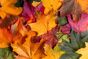 Obraz premium An intensely colorful autumn maple leaf lies on the fall forest floor background