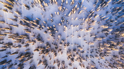 Aerial view from drone of frozen snowy peaks of endless coniferous forest trees in Lapland National park environment, bird’s eye top view of famous natural landmark in Riisitunturi on winter season