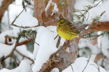 Yellowhammer