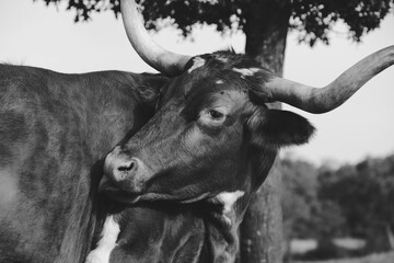 Texas longhorn cow grooming self in black and white close up.