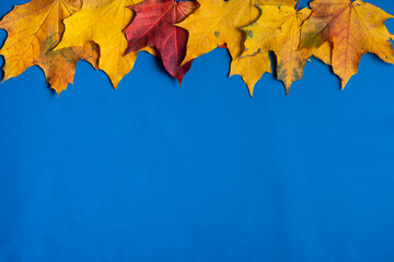 Beautiful autumn maple leaves isolated on blue background