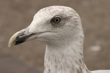 seagul watching