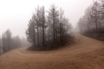 Fire in the Sierra de Guadarrama National Park. Winter picture, frozen trees. La Granja de San Ildefonso, Segovia. Castile and Leon.