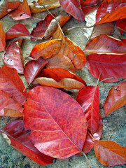 Red autumn leaves on soil