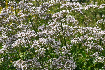 Flowering valerian (Valeriana officinalis) plant in the meadow in summer