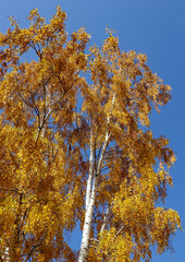 Yellow tree birch with blue sky in the fall. Beautiful bright autumn view with leaves and branches lit by natural sunlight.