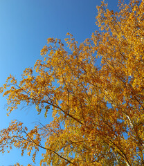 Yellow tree birch with blue sky in the fall. Beautiful bright autumn view with leaves and branches lit by natural sunlight.