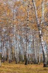 Birch grove in Golden sunlight on a clear day.