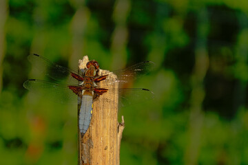 Blue dragonfly sitting on a wood poleclose-up, view from the back with bokeh background