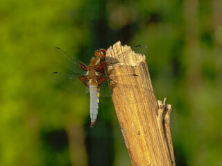 Blue dragonfly sitting on a wood poleclose-up, view from the back with bokeh background