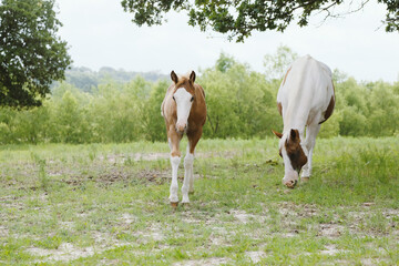 Naklejka na ściany i meble Foal with paint horse mare mom in spring field, beautiful farm scene in countryside.
