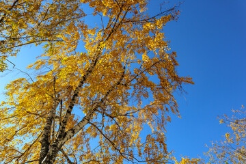 Yellow tree birch with blue sky in the fall. Beautiful bright autumn view with leaves and branches lit by natural sunlight.