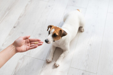 Woman giving the dog jack russell terrier with pill.