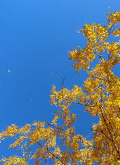 Yellow tree birch with blue sky in the fall. Beautiful bright autumn view with leaves and branches lit by natural sunlight.