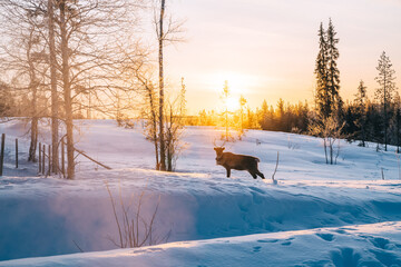 Picture of young mammal noble deer standing on snowy wild landsc environment in Finland, view of beautiful white landscape and animals of north