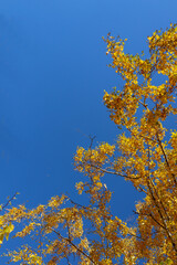 Fototapeta premium Yellow tree birch with blue sky in the fall. Beautiful bright autumn view with leaves and branches lit by natural sunlight.