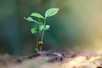 Small trees with green leaves, natural growth and sunlight, the concept of agriculture and sustainable plant growth.