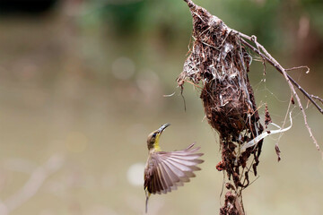 Olive backed sunbird(Yellow-bellied sunbird), Mother bird feeding baby in the nest.