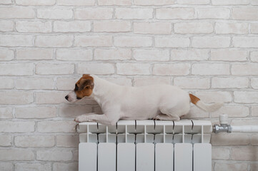 Dog jack russell terrier lies and warms himself on a heating radiator on brick wall background