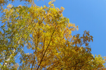Yellow tree birch with blue sky in the fall. Beautiful bright autumn view with leaves and branches lit by natural sunlight.