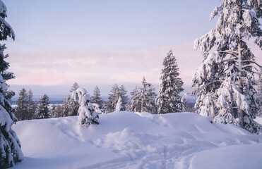 White wild environment of frosty trees with snow on spruce brunches on northern nature, breathtaking wonderland destination in winter season