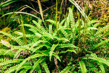Fern fronds in Tongariro National Park