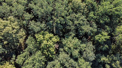 beautiful green trees in a dense deciduous forest, aerial view
