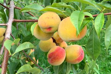 Branch of tasty peaches on a tree in the garden