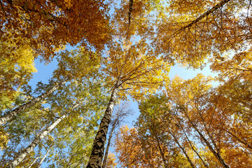 Yellow tree birch with blue sky in the fall. Beautiful bright autumn view with leaves and branches lit by natural sunlight.