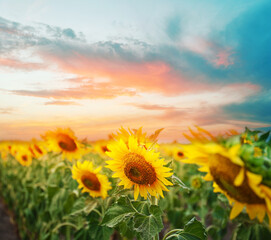 Beautiful sunflower field under picturesque sky with clouds at sunset