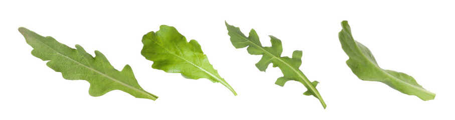 Set of green arugula leaves on white background. Banner design