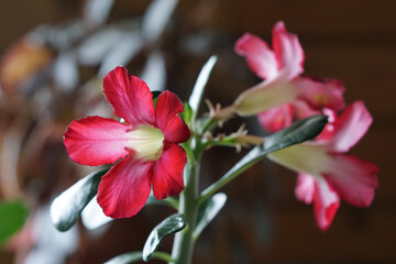 house plant of  adenium  with pink flower in  pot .