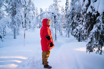 Rear view of male in warm coat looking at fir in frosty white wood during expedition, man traveler recreating on northern environment national park