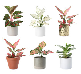 Fototapeta na wymiar Set of Aglaonema plants for house on white background