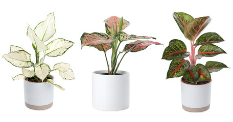 Set of Aglaonema plants for house on white background. Banner design