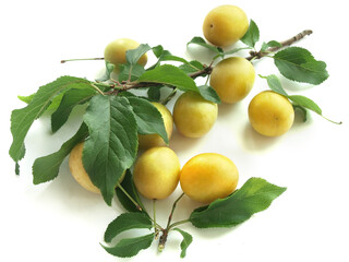 Mirabelle plum (Prunus domestica)