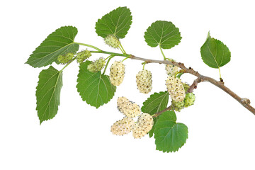 Branch of white mulberry isolated on white