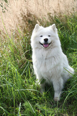 A beautiful white Samoyed dog sits contentedly on the background of autumn grass on a Sunny day. A place for a space mine. Vertical orientation