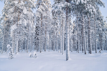 White nature environment of northern freezing wood with tall trees in snow, picture of scenic winter location of national park in Lapland destination