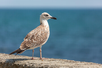 Close up view of seagull against sea shore on a clear sunny day. Wild seagull sitting on a ledge looking at sea with natural blue background.