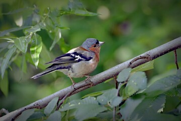 robin on a branch
