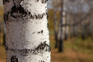Birch tree trunk with bark close-up. Autumn forest